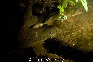 Barbel (Barbus barbus) - fish living in the river stream by Viktor Vrbovský 